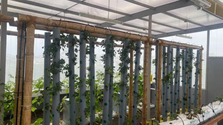 Innovaciones que están transformando el sector agrícola