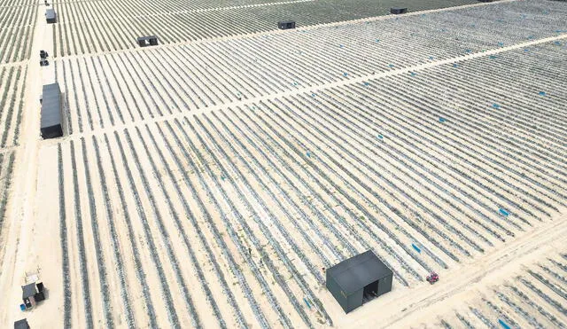 Producción agraria crecerá menos del 2% del PBI